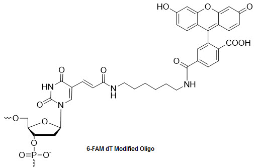 Bio-Synthesis Inc. Oligo Structure